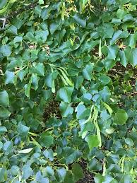 Attēlu rezultāti vaicājumam “Tilia americana”