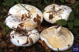 Attēlu rezultāti vaicājumam “Lactarius bertillonii”