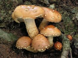 Attēlu rezultāti vaicājumam “Stropharia albocrenulata”