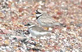Attēlu rezultāti vaicājumam “Charadrius hiaticula adult”
