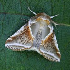 Attēlu rezultāti vaicājumam “Habrosyne pyritoides”