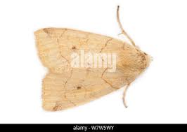 Attēlu rezultāti vaicājumam “Enargia paleacea”