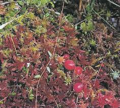 Attēlu rezultāti vaicājumam “Oxycoccus microcarpus”