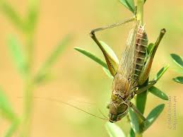 Attēlu rezultāti vaicājumam “Tettigoniodea”