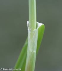 Attēlu rezultāti vaicājumam “Scirpus sylvaticus leaf”