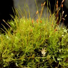 Attēlu rezultāti vaicājumam “Distichium capillaceum”