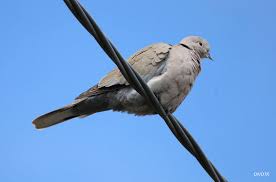 Attēlu rezultāti vaicājumam “Columbiformes”