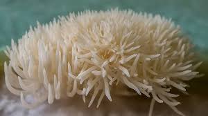 Image result for Leucoraja erinaceus