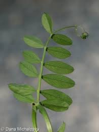 Attēlu rezultāti vaicājumam “Vicia angustifolia leaf”