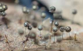 Attēlu rezultāti vaicājumam “Stemonitidaceae”