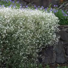Image result for cerastium tomentosum