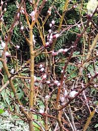 Attēlu rezultāti vaicājumam “Salix lapponum leaf”