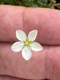 Attēlu rezultāti vaicājumam “Sagina nodosa leaf”