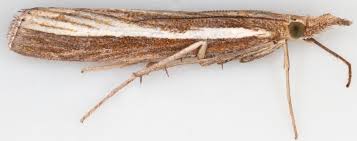 Attēlu rezultāti vaicājumam “Agriphila tristella”