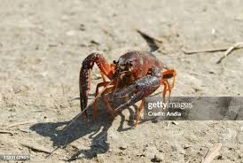 Attēlu rezultāti vaicājumam “Astacus astacus”