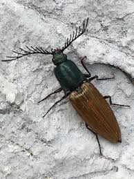 Attēlu rezultāti vaicājumam “Ctenicera pectinicornis male”