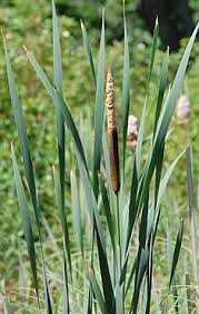 Attēlu rezultāti vaicājumam “Typha latifolia leaf”