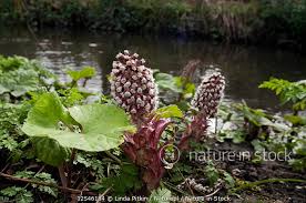 Attēlu rezultāti vaicājumam “Petasites hybridus flower”
