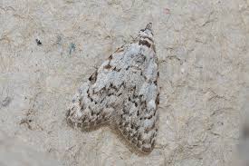 Attēlu rezultāti vaicājumam “Nola confusalis”