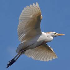 Attēlu rezultāti vaicājumam “Bubulcus ibis”