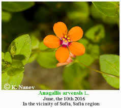 Attēlu rezultāti vaicājumam “Anagallis arvensis flower”
