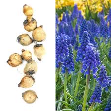Attēlu rezultāti vaicājumam “Muscari armeniacum”