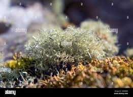 Attēlu rezultāti vaicājumam “Evernia divaricata”