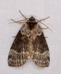 Attēlu rezultāti vaicājumam “Tetheella fluctuosa”