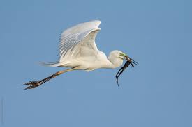 Image result for Egretta garzetta