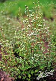 Image result for Origanum majorana