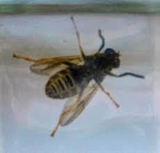 Attēlu rezultāti vaicājumam “Temnostoma vespiforme”