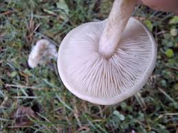 Attēlu rezultāti vaicājumam “Collybia sp.”