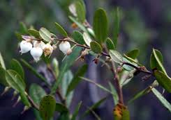 Attēlu rezultāti vaicājumam “Chamaedaphne calyculata flower”