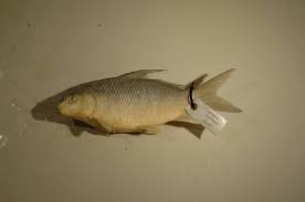 Image result for Carpiodes velifer