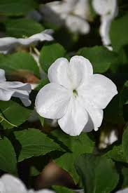 Image result for Impatiens walleriana