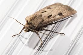 Attēlu rezultāti vaicājumam “Agrotis exclamationis”