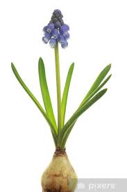Attēlu rezultāti vaicājumam “Muscari armeniacum”