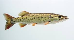 Image result for Esox masquinongy