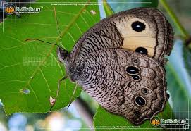 Attēlu rezultāti vaicājumam “Closterotomus biclavatus nymph”