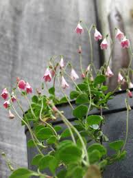 Attēlu rezultāti vaicājumam “Linnaea borealis flower”