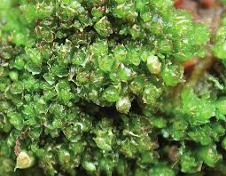 Attēlu rezultāti vaicājumam “Lophozia capitata”