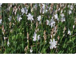 Image result for Asphodelus fistulosus