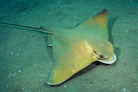 Image result for Myliobatis aquila