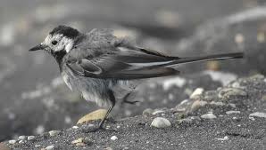Attēlu rezultāti vaicājumam “Motacilla alba adult”