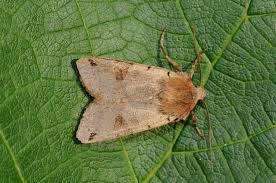 Attēlu rezultāti vaicājumam “Agrochola litura”