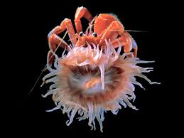 Image result for sea Anemone