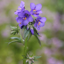 Attēlu rezultāti vaicājumam “Polemonium caeruleum flower”