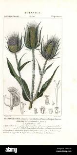 Image result for Dipsacus silvestris