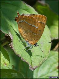 Attēlu rezultāti vaicājumam “Thecla betulae male”
