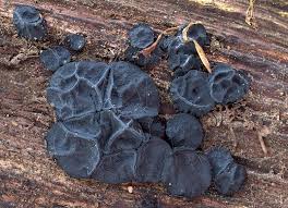 Attēlu rezultāti vaicājumam “Exidia truncata”